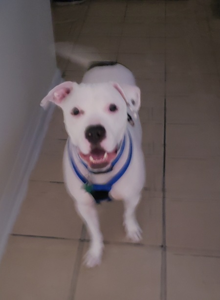 Bo