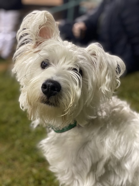 Bo