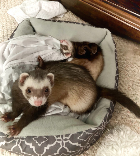 Loki & Ducky