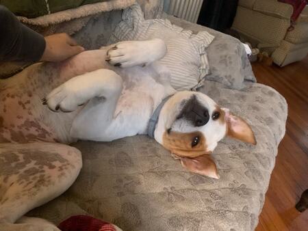Polly