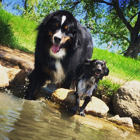 Andre the Bernese and Dallas the Rescue Dog