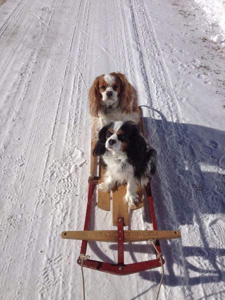 Toby and Tyler  (Tyler is the tri-color)