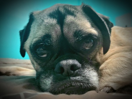 Dexter Balthazar Puggington