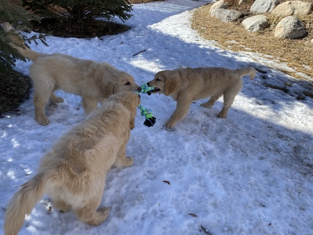 Toby, Pecos, & Rosie