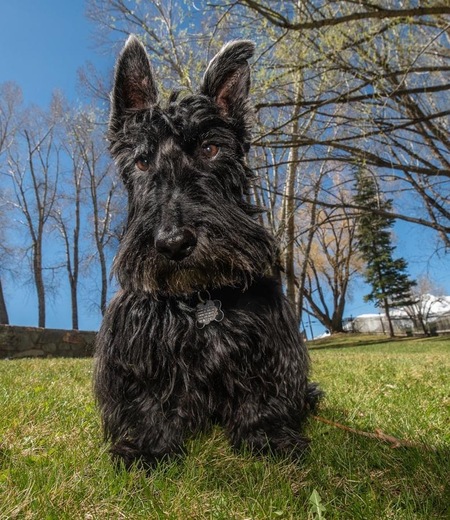 Winston “Rooster Cogburn” McDuff