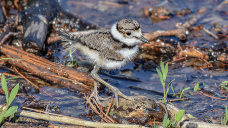 Fluffy Killdeer Chick