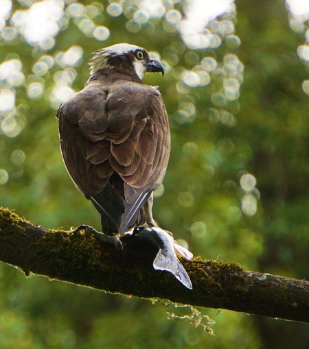 Osprey fisher