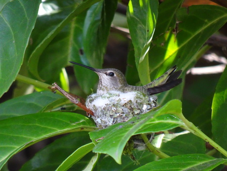 Home for a Hummingbird