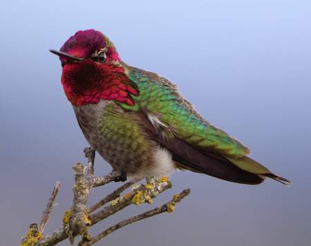 Hummingbird at Whiffin Spit