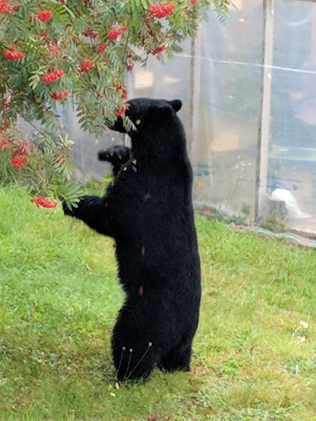 Garden bear