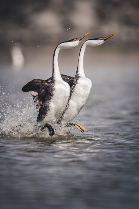 Dance of the Grebes