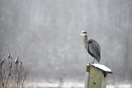 Grey Heron in a Snowstorm