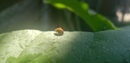 Morning Shower