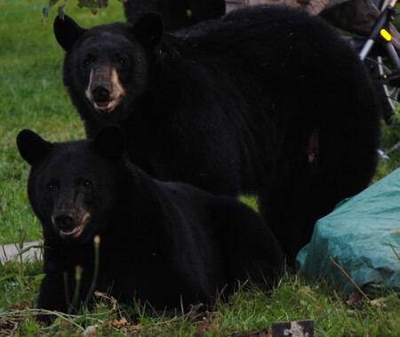 Bears lounging