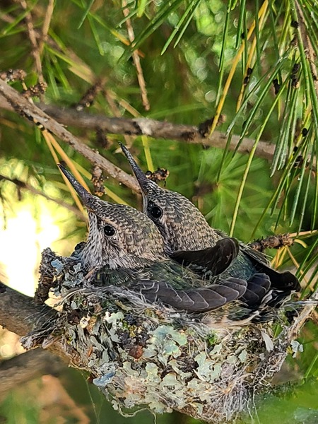 Hummingbird Babes