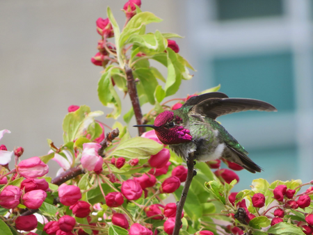 Anna’s Hummingbird Among The Blossoms