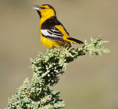 Bullocks's Oriole at Juniper Beach, B.C.