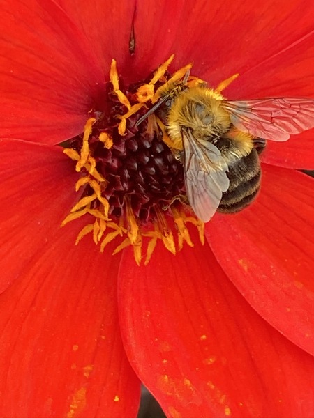 Autumn Pollen Gathering