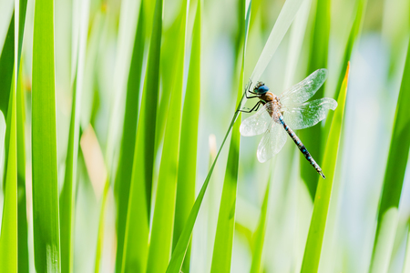 Dragonfly