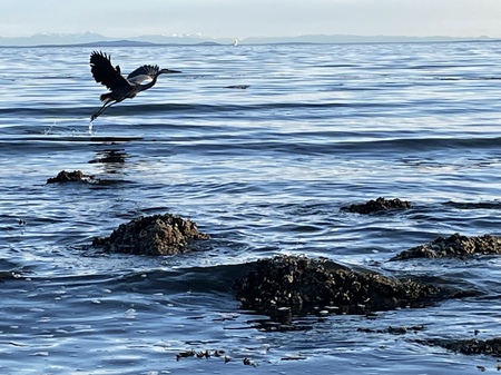 Heron taking flight at White Rock Beach