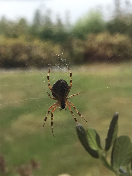 Web Site