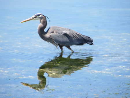 Great Blue Heron2