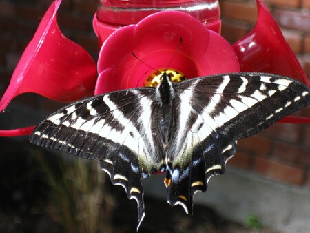 Swallowtail