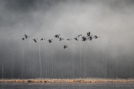Geese Lifting Off