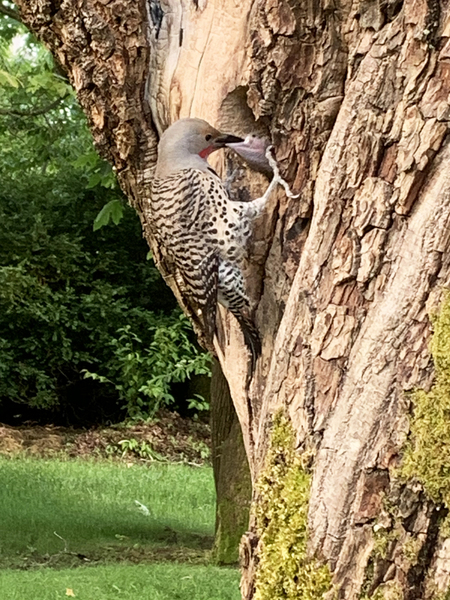 Mother Flicker