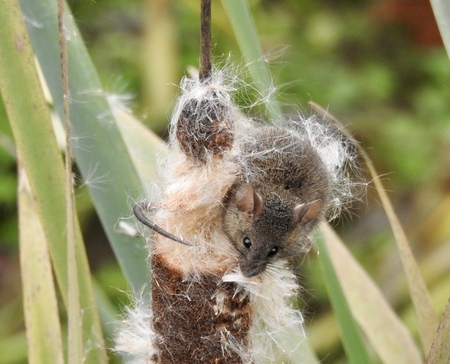 Mouse on cattail.