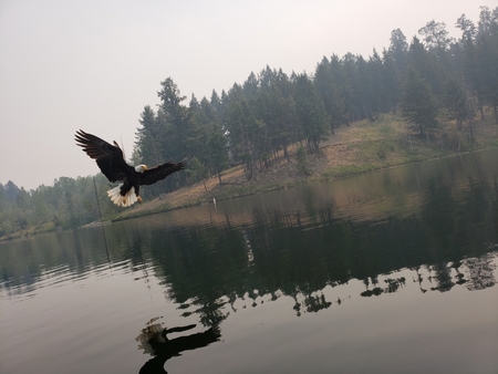 Logan Lake Eagle