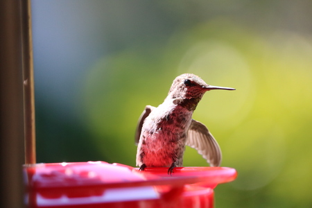 Dance of the Hummingbird