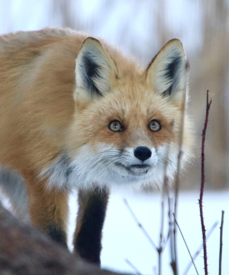 Red fox