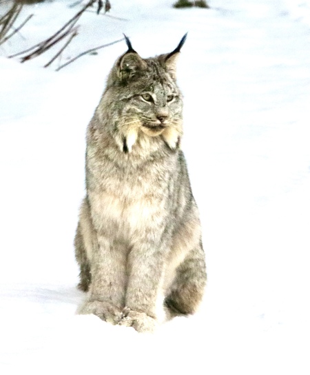 Lynx 