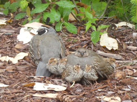 Quail Family