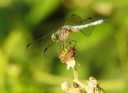 Evening Perch