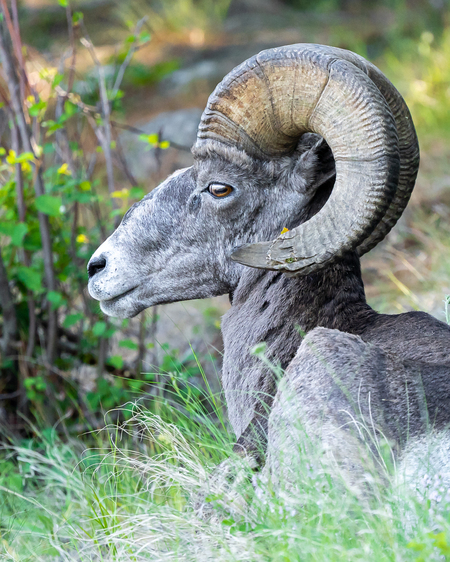 Resting California Bighorn