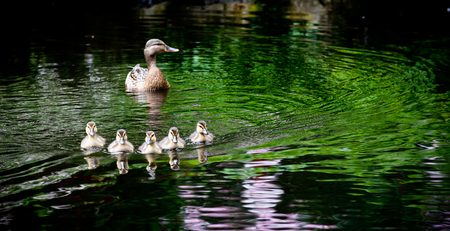 Got My Ducks All In A Row