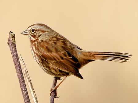 Marsh  Land-Savannah Sparrow