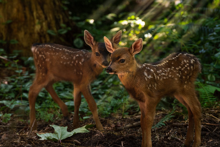 Fawns