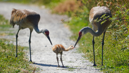 Sandhill Crane family 