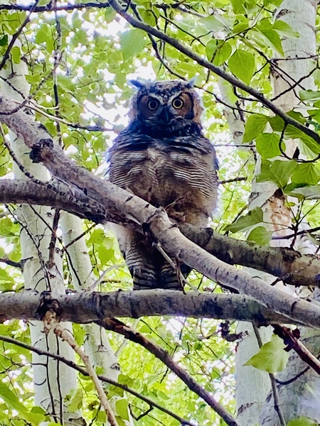 Great Horned Owl 🦉 