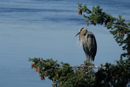 And a heron in a fir tree