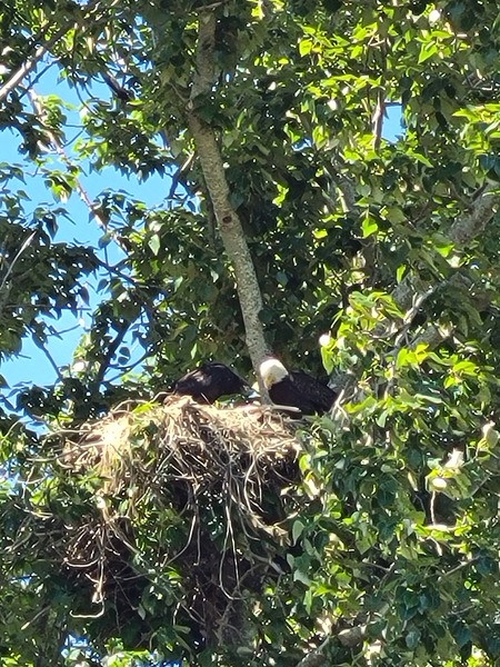 Eagles feeding young at the park.