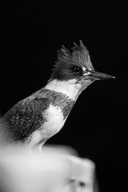 Belted kingfisher