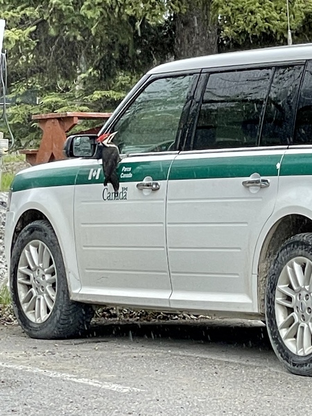 Woodpecker Stealing Parks Vehicle 