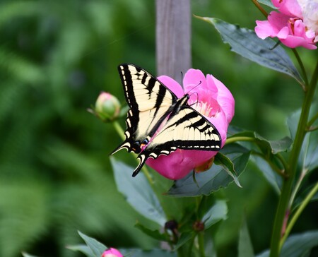 Western Tiger Swallowtail Butterfly