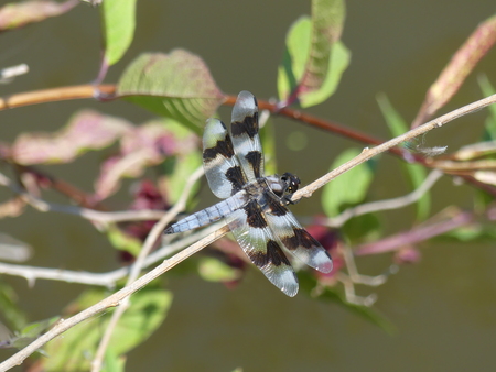 Cool  Dragonfly