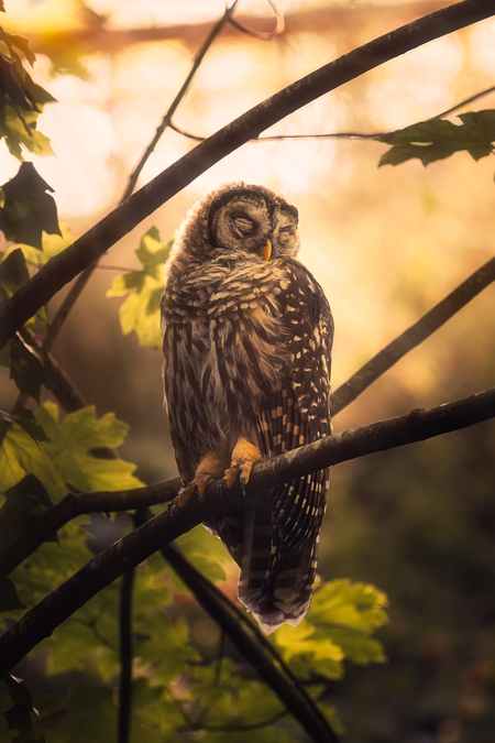 Barred Owl Sun Bathing