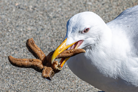 Seagull crunching on a starfish